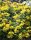 Reichblühendes Fettblatt - Weihenstephaner Gold - Sedum floriferum