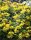 Reichblühendes Fettblatt - Weihenstephaner Gold - Sedum floriferum  Staude im 1-Liter Topf