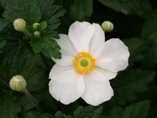 Herbst-Anemone  Honorine Jobert - Anemone japonica Staude im 1-Liter Topf