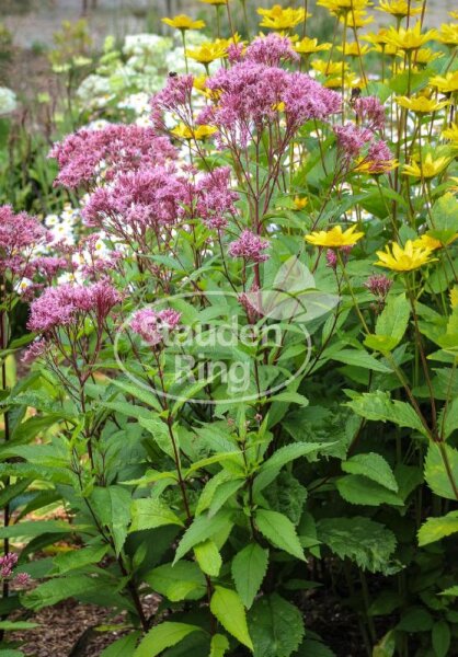 Wasserdost JS® Humble Eupatorium maculatum Staude im 1-Liter Topf
