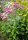 Wasserdost JS® Humble Eupatorium maculatum Staude im 1-Liter Topf