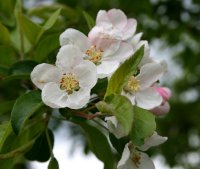 Zierapfel  Red Sentinel Malus Red Sentinel 80-100 cm,...
