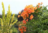 Trompetenblume Indian Summer - Campsis radicans 60-100 cm im 3 Liter Container