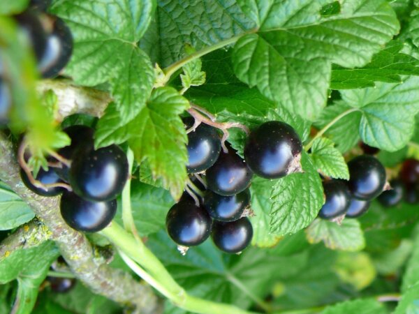 Johannisbeere Ribes Silvergieters Schwarze  40-60 cm im Container