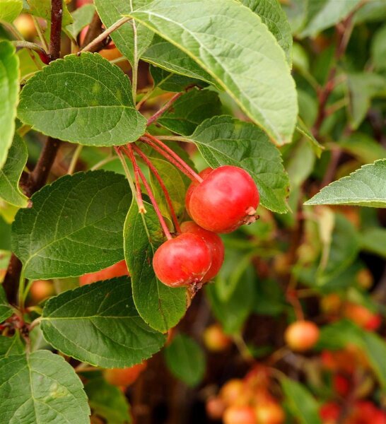 Zierapfel Evereste - Malus Evereste 150-200 cm, Heister im 10-Liter Container