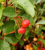 Zierapfel Evereste - Malus Evereste 150-200 cm, Heister...