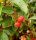 Zierapfel Evereste - Malus Evereste 150-200 cm, Heister im 10-Liter Container
