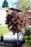 Zierapfel Malus Royalty 60-100 cm, Strauch im 5-Liter...