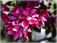 Zierapfel Malus Royalty 60-100 cm, Strauch im 5-Liter Container