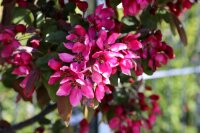 Zierapfel Malus Royalty 60-100 cm, Strauch im 5-Liter Container