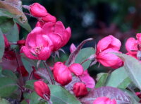 Zierapfel Malus Royalty 60-100 cm, Strauch im 5-Liter Container