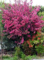 Zierapfel Malus Royalty 60-100 cm, Strauch im 5-Liter Container