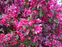 Zierapfel Malus Royalty 60-100 cm, Strauch im 5-Liter Container
