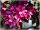 Zierapfel Malus Royalty 60-100 cm, Strauch im 5-Liter Container