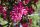 Zierapfel Malus Royalty 60-100 cm, Strauch im 5-Liter Container