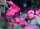 Zierapfel Malus Royalty 60-100 cm, Strauch im 5-Liter Container