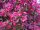 Zierapfel Malus Royalty 60-100 cm, Strauch im 5-Liter Container