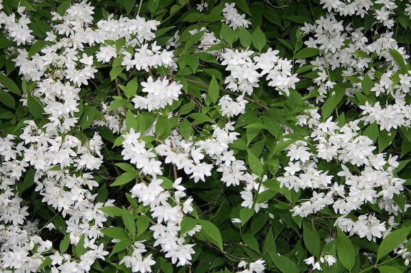 Zierliche Deutzie -Deutzia gracilis 40-60 cm, Strauch im 3-Liter Container