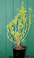 Zierliche Deutzie -Deutzia gracilis 40-60 cm, Strauch im 3-Liter Container