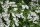 Zierliche Deutzie -Deutzia gracilis 40-60 cm, Strauch im 3-Liter Container