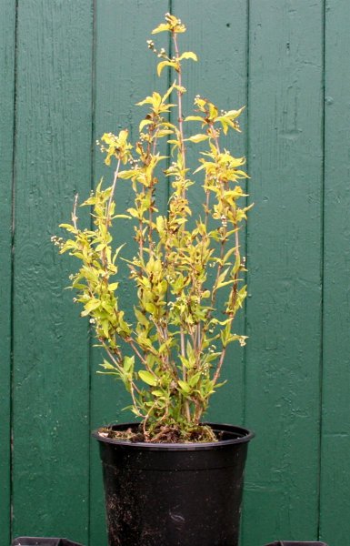 Zierliche Deutzie Aurea - Deutzia gracilis Aurea