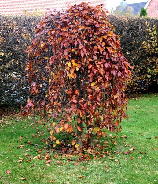 Hängeblutbuche . Fagus sylvatica Purpurea Pendula Kronenveredelung - Stämmchen