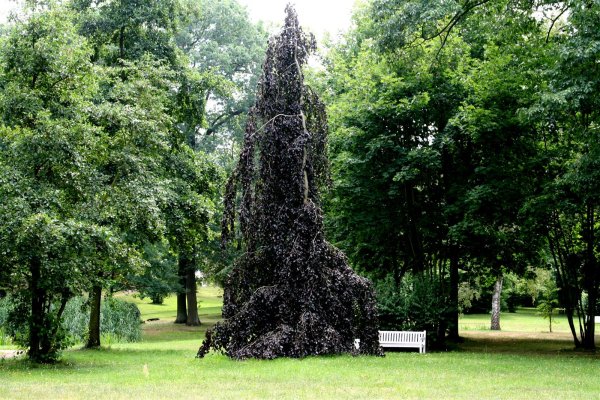 Hängeblutbuche . Fagus sylvatica Purpurea Pendula Fußveredelung 80-100 cm, im Container