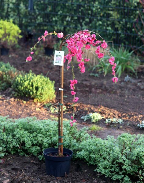 Zierpfirsich Melred Weeping - Prunus persica Melred Weeping Stämmchen - Kronenveredelung