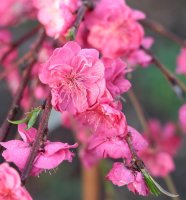 Zierpfirsich Melred Weeping - Prunus persica Melred Weeping Stämmchen - Kronenveredelung