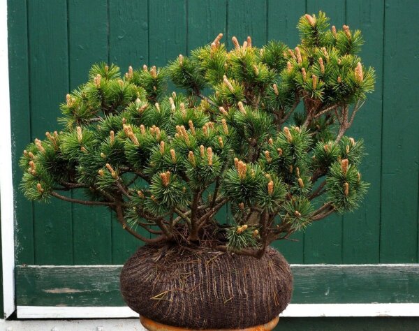 Bergkiefer - Pinus mugo  20-30 cm, mit Ballen oder im 3-Liter Container