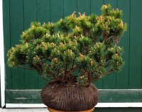 Bergkiefer - Pinus mugo  20-30 cm, mit Ballen oder im...