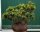 Bergkiefer - Pinus mugo  20-30 cm, mit Ballen oder im 3-Liter Container
