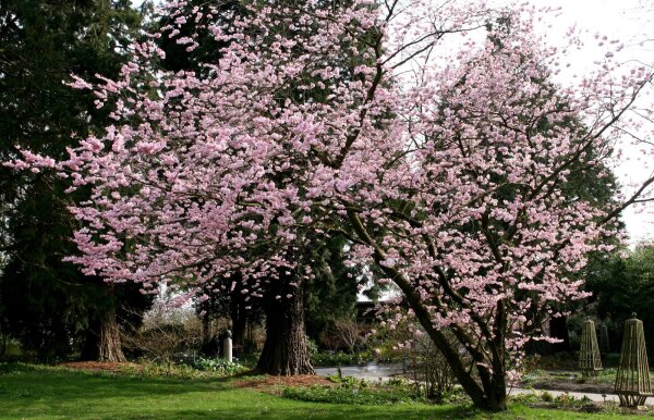 Frühe Zierkirsche Accolade - Prunus subhirtella  Accolade