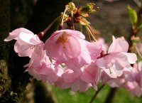 Frühe Zierkirsche Accolade - Prunus subhirtella  Accolade