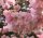 Frühe Zierkirsche Accolade - Prunus subhirtella  Accolade