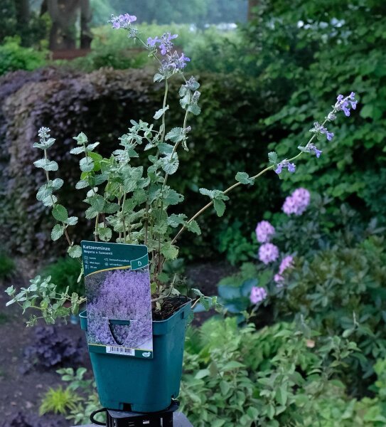 Katzenminze Nepeta x faassenii Staude im 1-Liter Topf