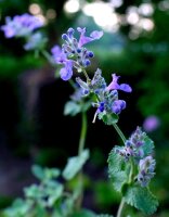 Katzenminze Nepeta x faassenii Staude im 1-Liter Topf