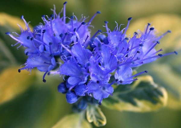 Bartblume Summer Sorbet Caryopteris x clandonensis