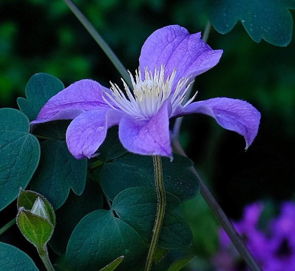 Staudenclematis - Strauchclematis  Arabella - Clematis integrifolia