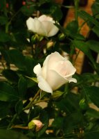 Beetrose Aspirin® - weiße Blüte, gefüllt