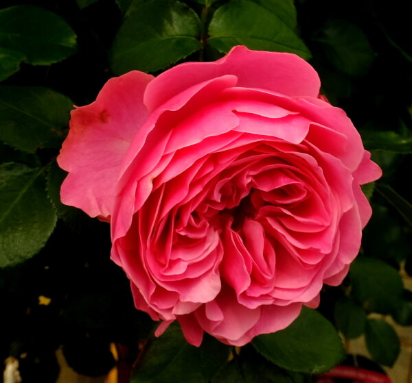 Beetrose  Leonardo da Vinci,®  dunkelrosane Blüte, nostalgisch gefüllt