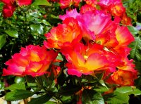 Beetrose Summer of Love‘®,  kirschrot und gelbe...