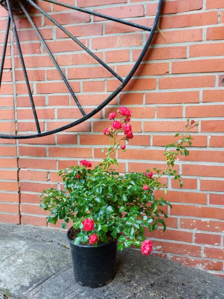 Bodendeckerrose Gärtnerfreude ® - Rosa Gärtnerfreude®