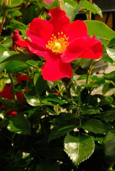 Rosa Alexander von Humboldt® Beetrose, leuchtend rote Blüte, nicht gefüllt