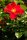 Rosa Alexander von Humboldt® Beetrose, leuchtend rote Blüte, nicht gefüllt