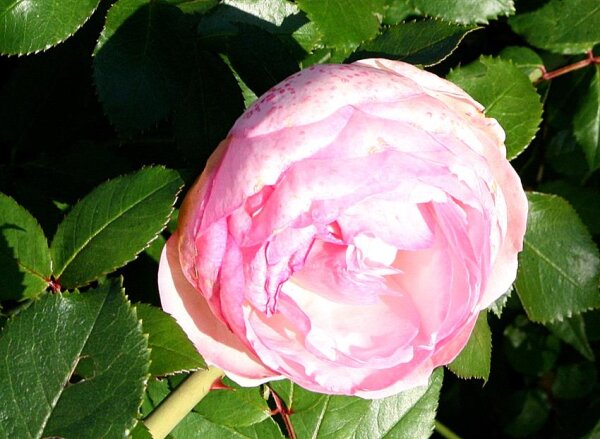 Strauchrose Eden Rose 85® cremiges rosé, sehr stark gefüllt