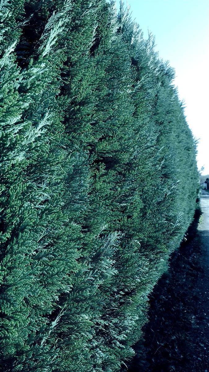 Blaue Scheinzypresse Chamaecyparis lawsonia 'Columnaris', 19,95