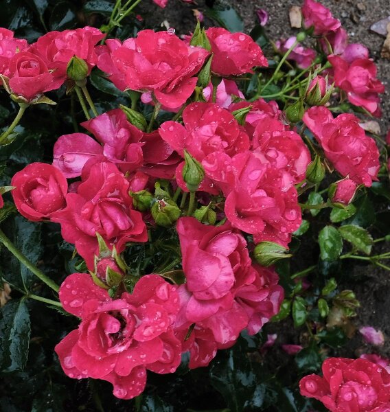 Bodendeckerrose Balou ®, Rosa Balou ® leuchtend rot, gefüllt in Dolden