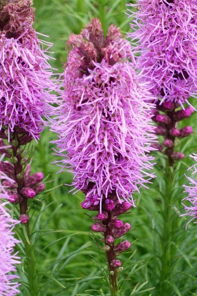 Prachtscharte Liatris Spicata Kobold