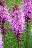 Prachtscharte Liatris Spicata Kobold